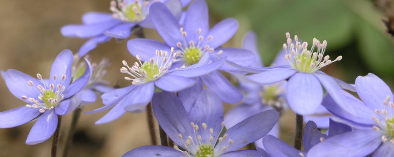 紫羅蘭是哪個季節的花