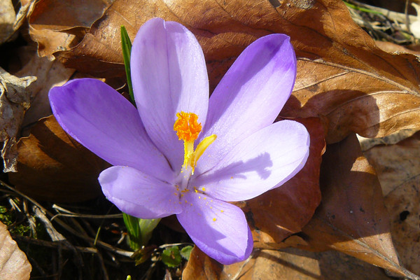 紫羅蘭是哪個季節的花