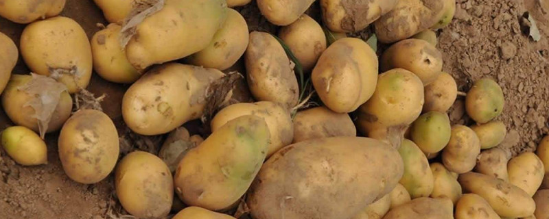 土豆怎麼播種方法