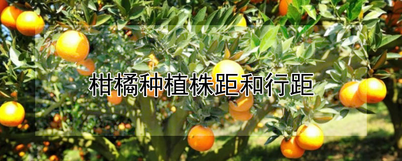 柑橘種植株距和行距