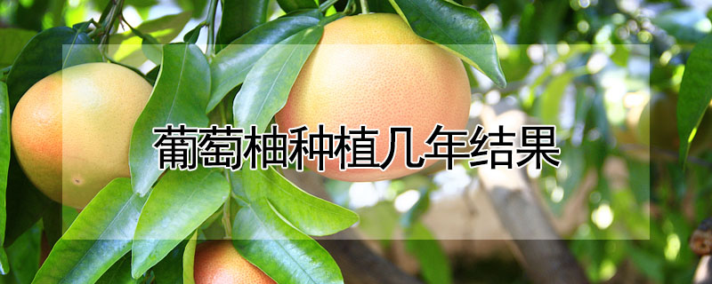 葡萄柚種植幾年結果