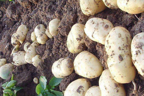 土豆幾月份種植