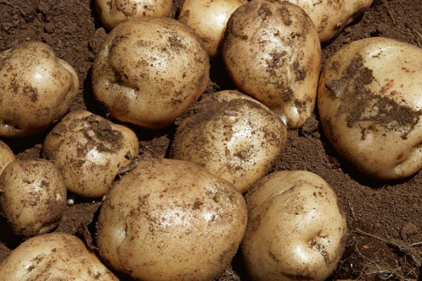 土豆幾月份種植