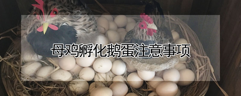 母雞孵化鵝蛋注意事項