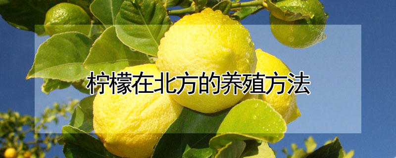 檸檬在北方的養殖方法
