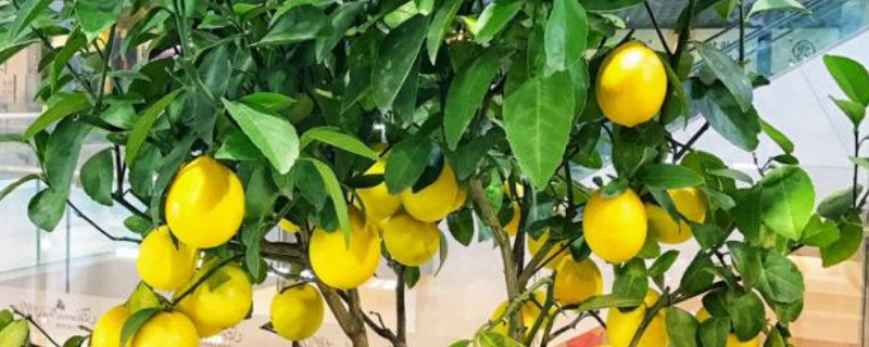 檸檬樹盆栽的養殖方法和注意事項