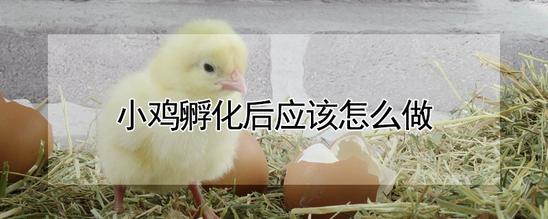 小雞孵化後應該怎麼做