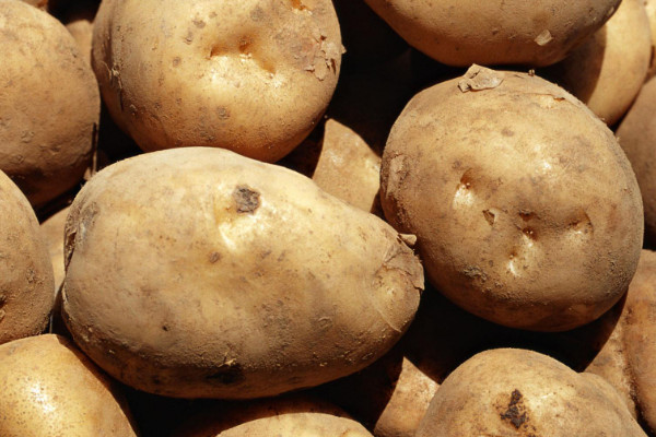 土豆管理和增產方法