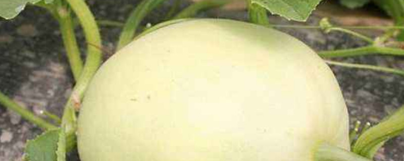 梨瓜怎麼種植產量高
