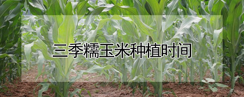 三季糯玉米種植時間