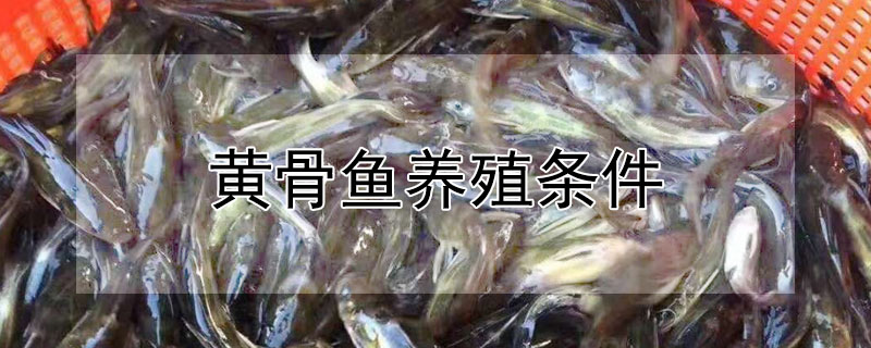 黃骨魚養殖條件