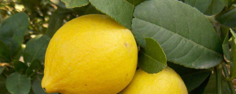 檸檬盆栽的養殖方法和注意事項
