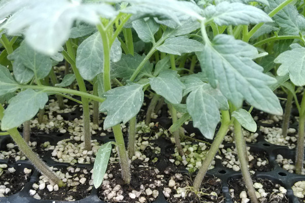 番茄苗移栽後幾天施肥