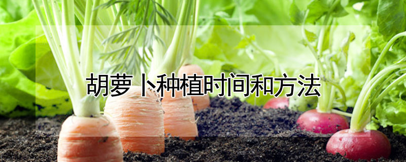 胡蘿卜種植時間和方法