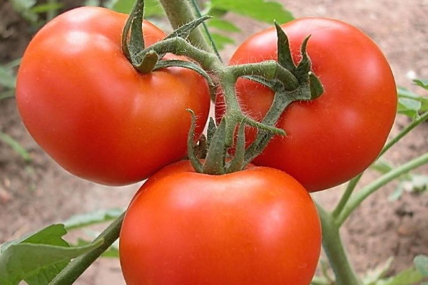 西紅柿種植時間