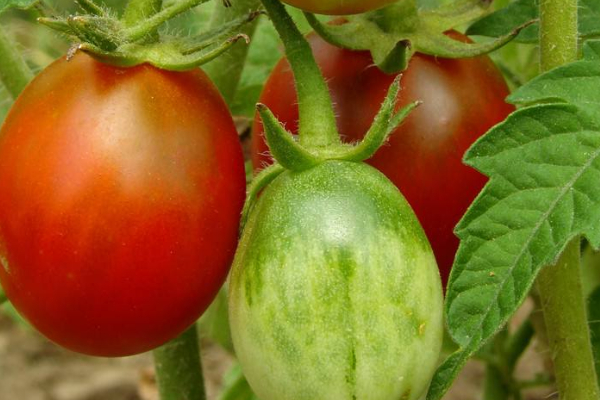 西紅柿種植時間