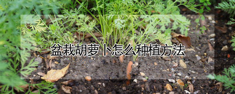 盆栽胡蘿卜怎麼種植方法