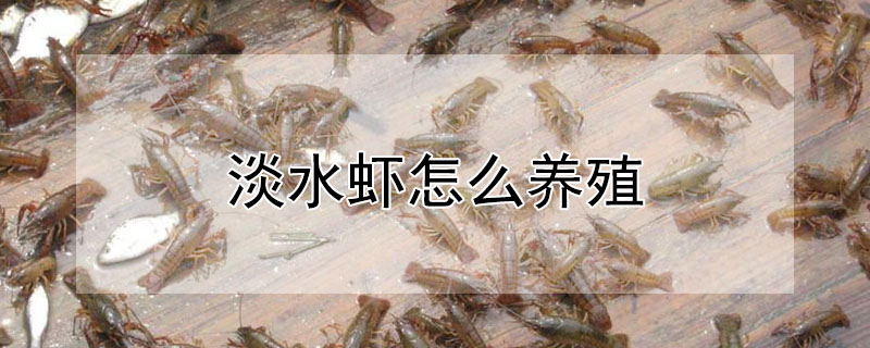 淡水蝦怎麼養殖