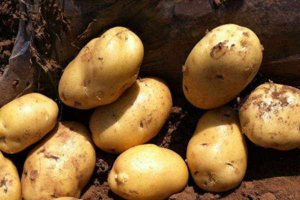 馬鈴薯的繁殖方式