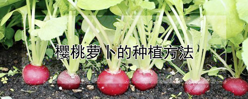 櫻桃蘿卜的種植方法