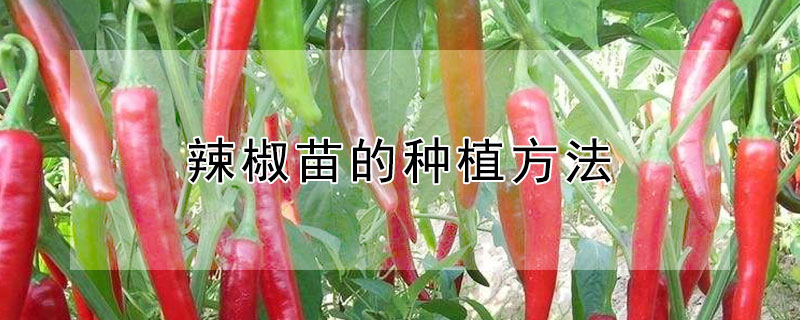 辣椒苗的種植方法