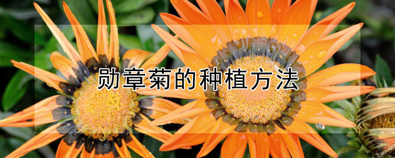 勳章菊的種植方法