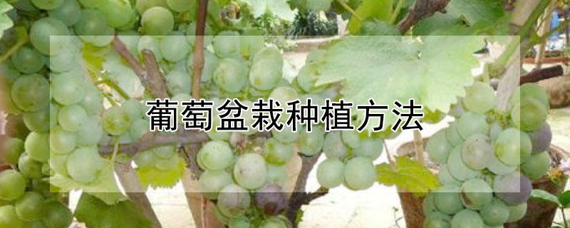 葡萄盆栽種植方法