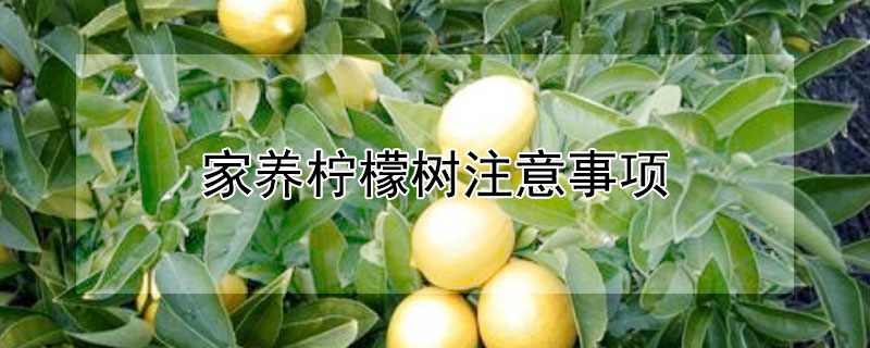 家養檸檬樹注意事項