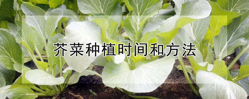 芥菜種植時間和方法