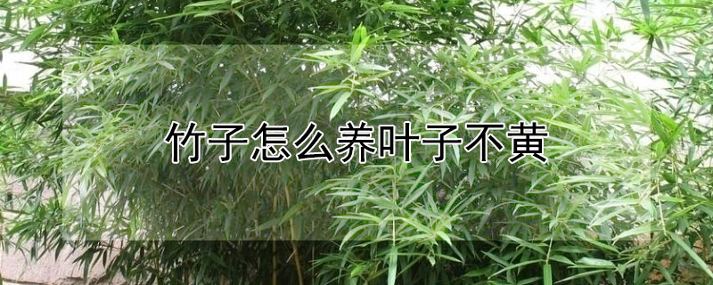 竹子怎麼養葉子不黃