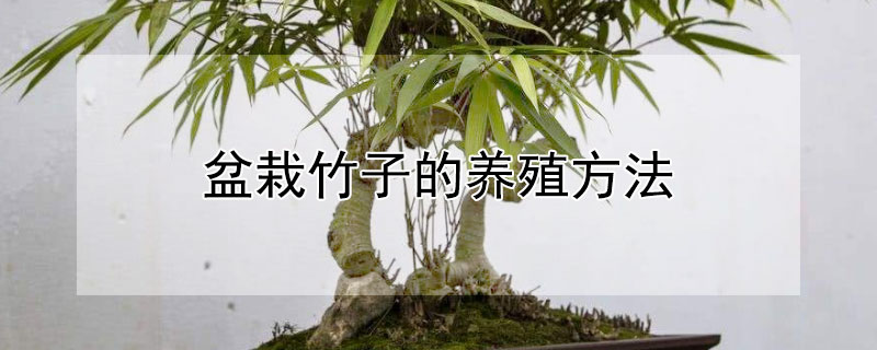 盆栽竹子的養殖方法