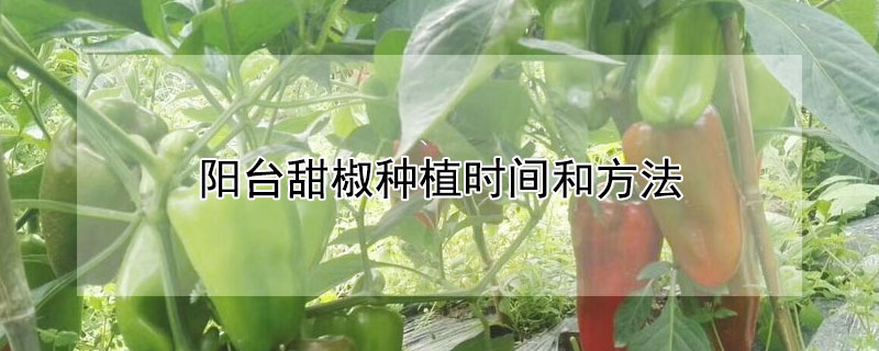 陽台甜椒種植時間和方法