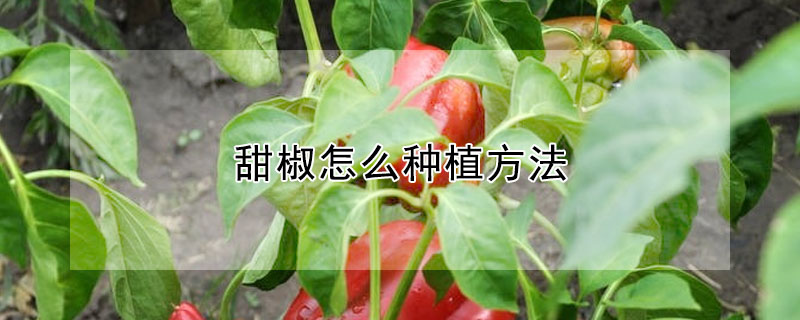 甜椒怎麼種植方法
