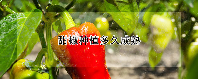 甜椒種植多久成熟