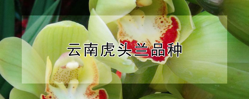 雲南虎頭蘭品種