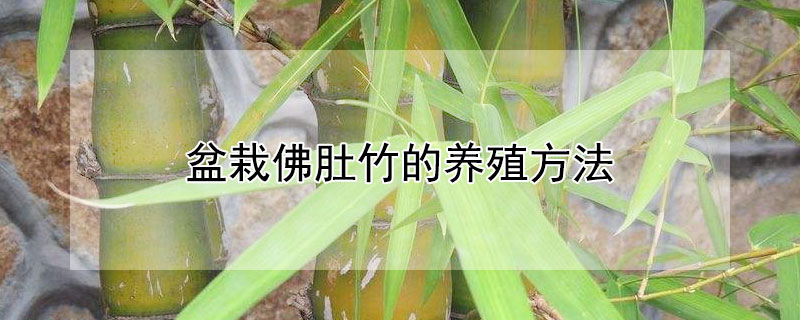 盆栽佛肚竹的養殖方法