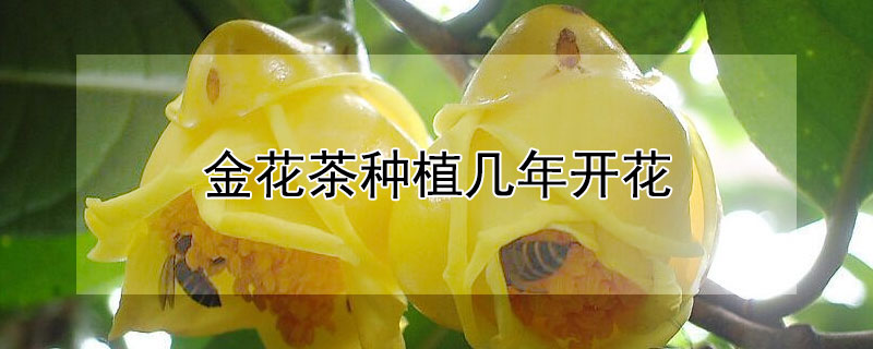 金花茶種植幾年開花