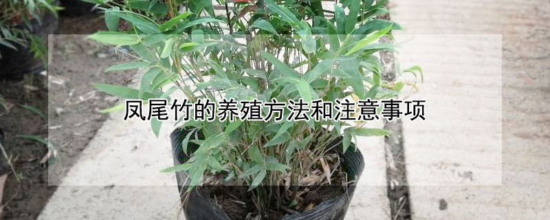 鳳尾竹的養殖方法和注意事項
