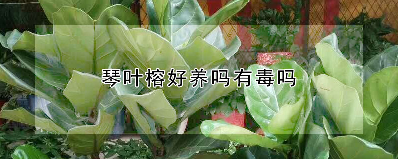 琴葉榕好養嗎有毒嗎