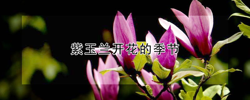 紫玉蘭開花的季節