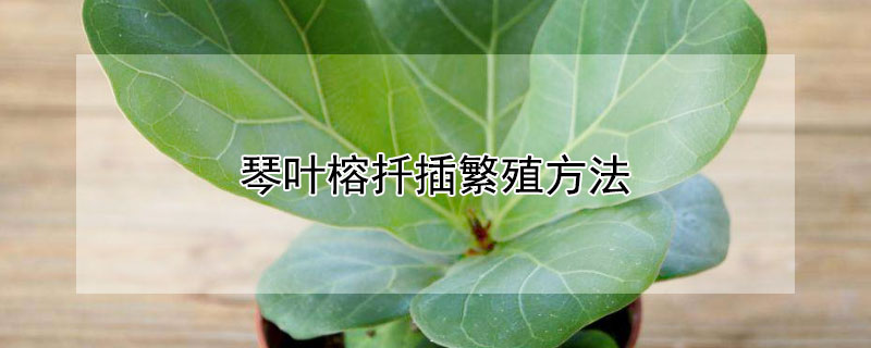 琴葉榕扡插繁殖方法