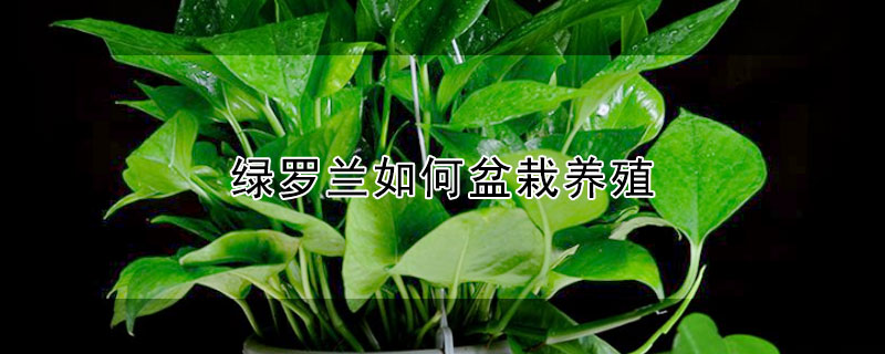 綠羅蘭如何盆栽養殖