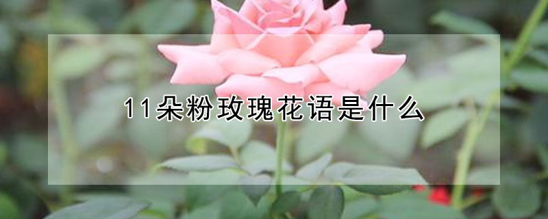 11朵粉玫瑰花語是什麼
