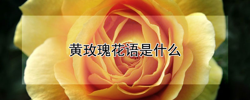 黃玫瑰花語是什麼