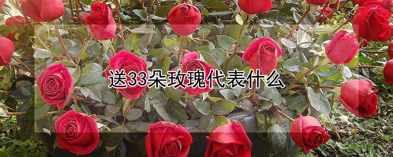送33朵玫瑰代表什麼