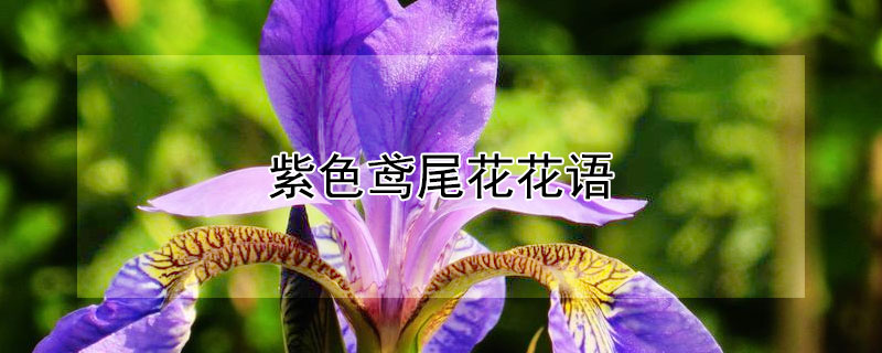紫色鳶尾花花語