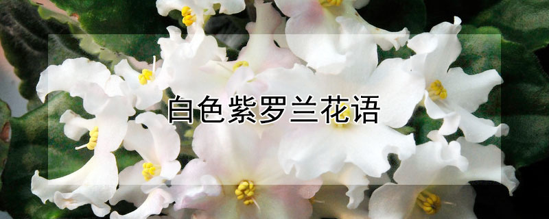白色紫羅蘭花語