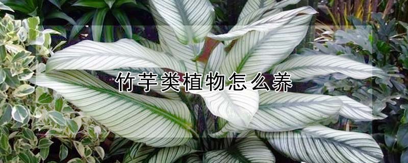 竹芋類植物怎麼養
