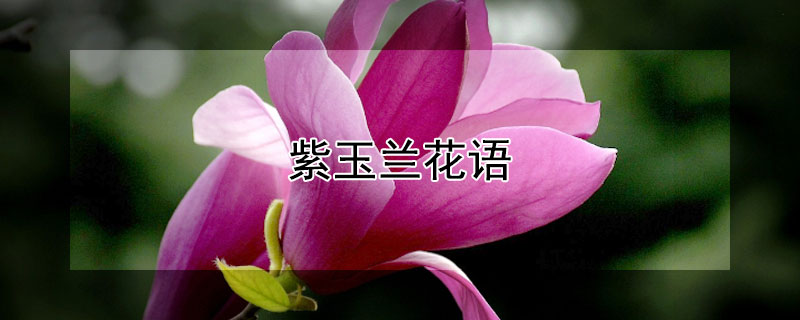 紫玉蘭花語