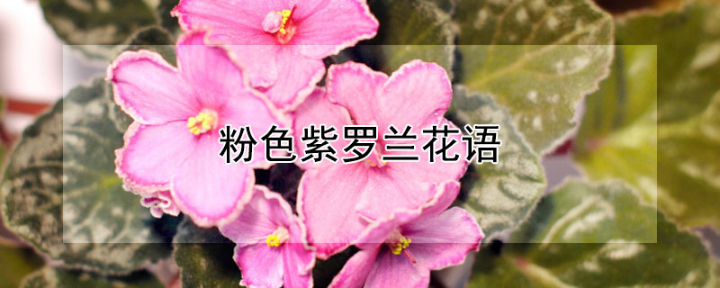 粉色紫羅蘭花語